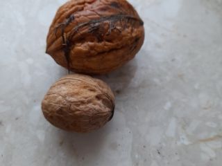 Venderé la nuez orgánica de este año. tengo 2