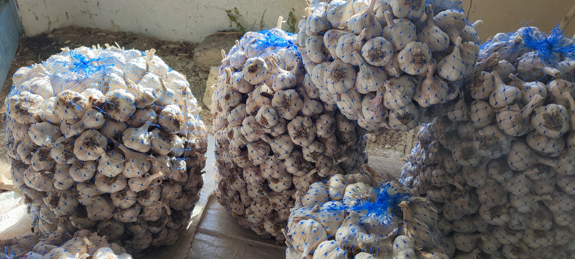 Vendo ajo búlgaro de invierno de la variedad antigua