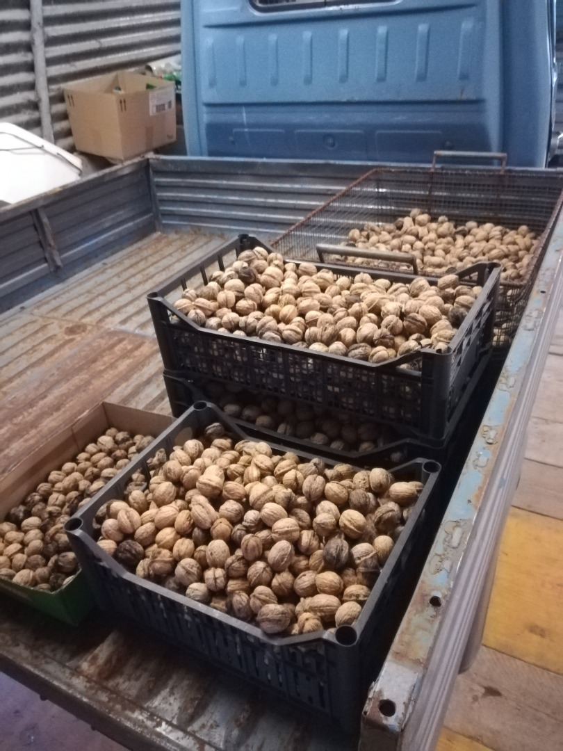 A la venta nueces seleccionadas de la zona, de primera elección, recién cogidas