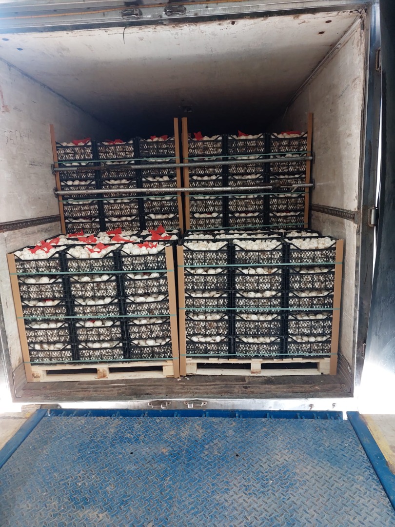Ajo premium, procedente de agricultura ecológica en Turquía, seleccionado, de venta en tiendas o sin seleccionar utilizado para la producción