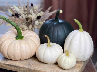 Venderé calabazas baby boo.