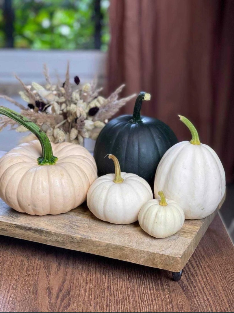 Venderé calabazas baby boo