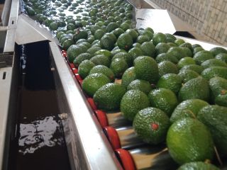 Aguacate Hass y Fuerte, Calibres 12-24