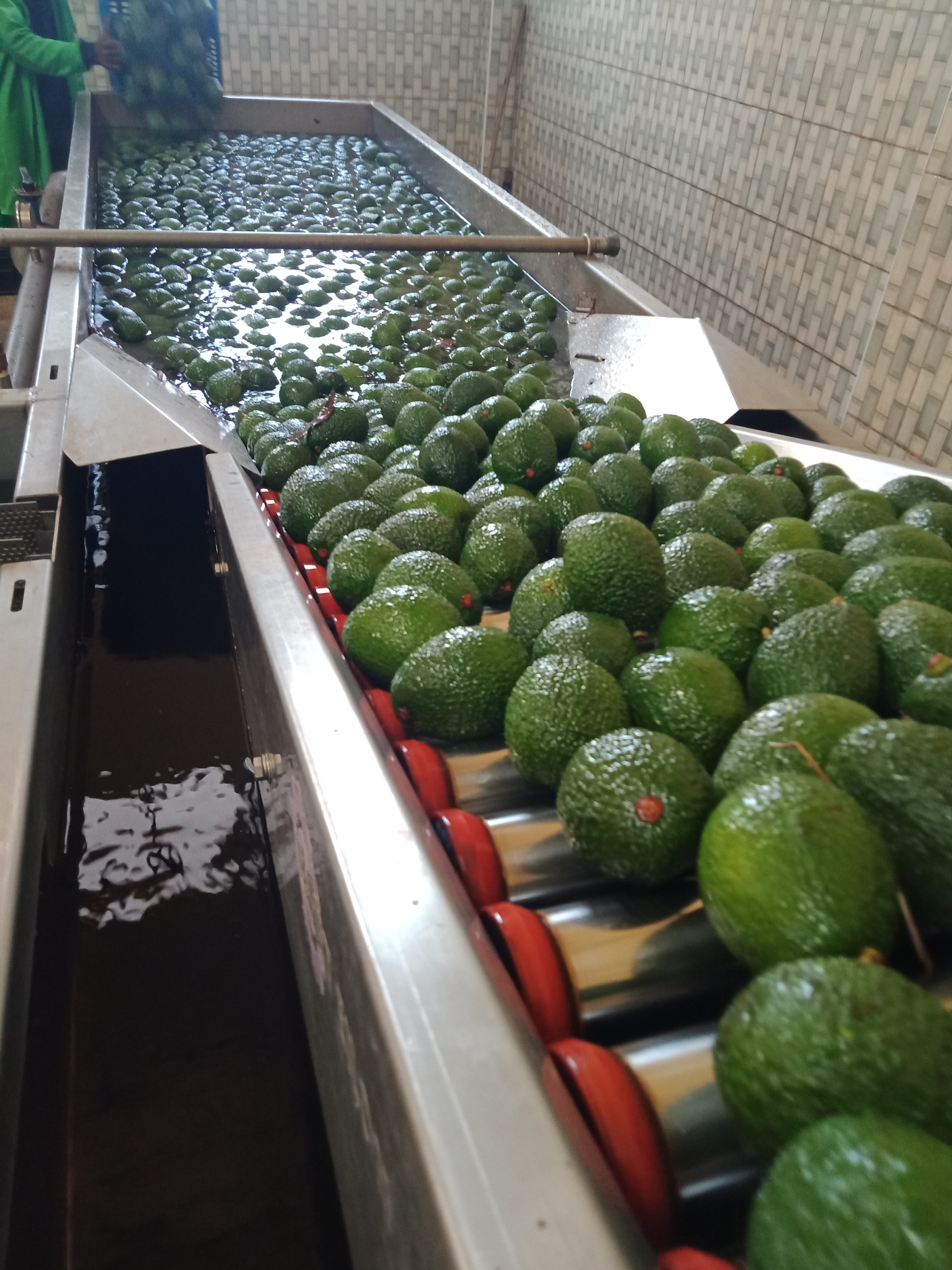 Aguacate Hass y Fuerte, Calibres 12-24