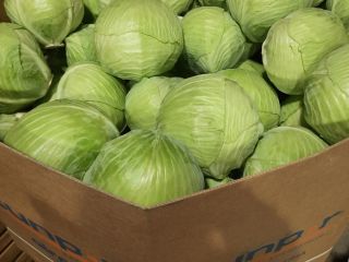 Venderé repollo blanco en el calibre de 1,5-5 kg,
