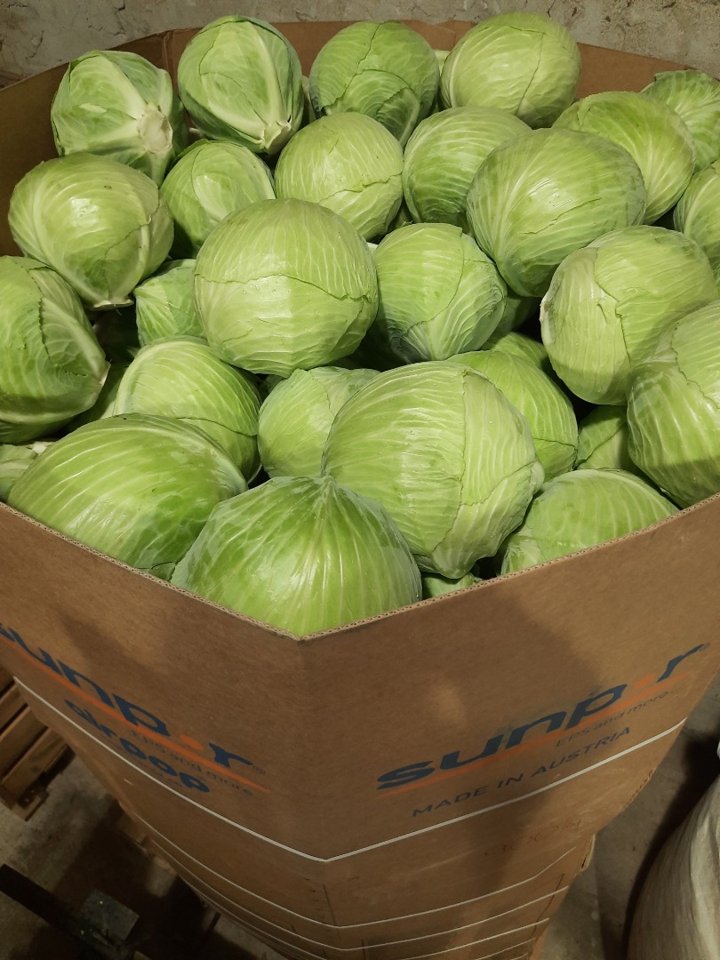 Venderé repollo blanco en el calibre de 1,5-5 kg, la cantidad de 300 toneladas, embalaje a convenir