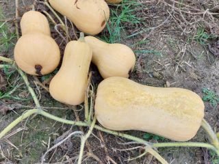 Vendo calabaza butternut, variedad Matilda f1.