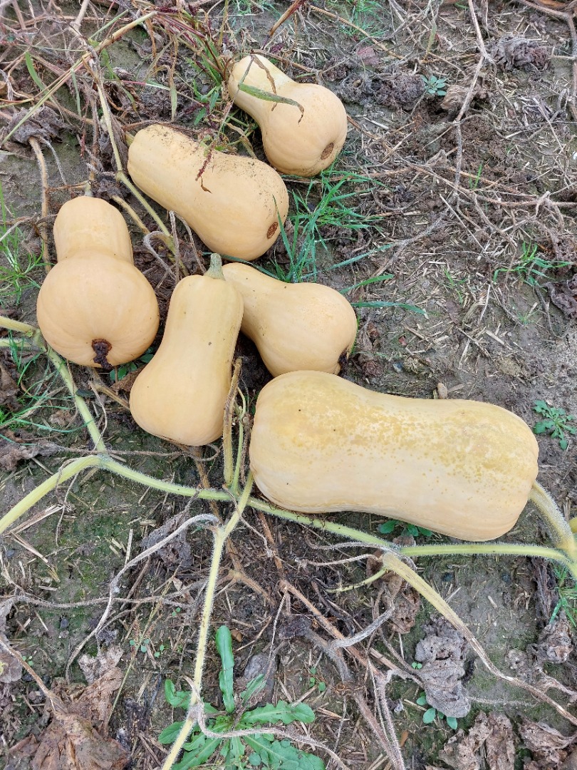 Vendo calabaza butternut, variedad Matilda f1
