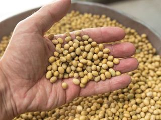 Venderé soja en bolsas grandes. País de origen Ucrania