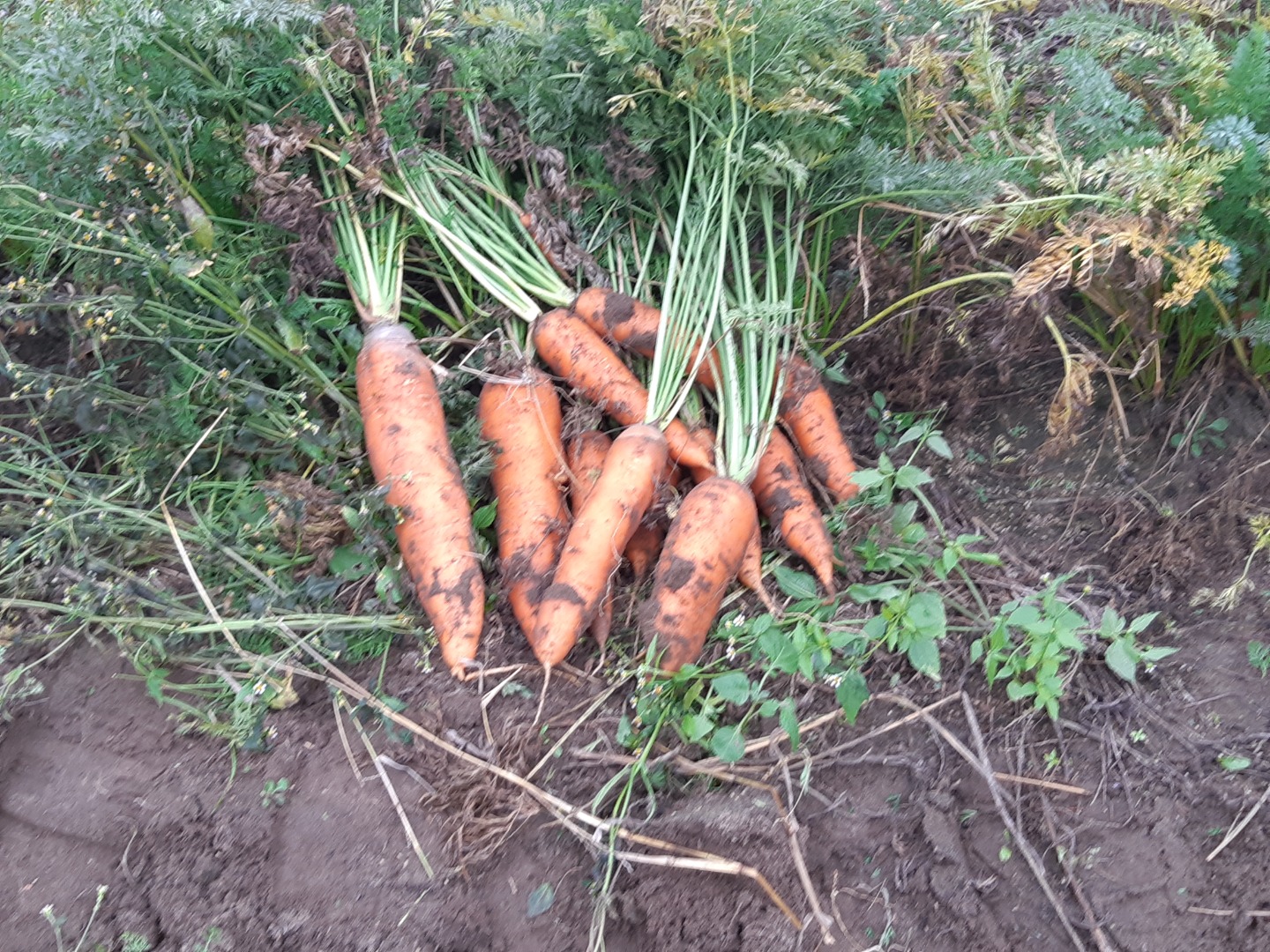 zanahorias comestibles papas recién arrancadas vineta 4 toneladas