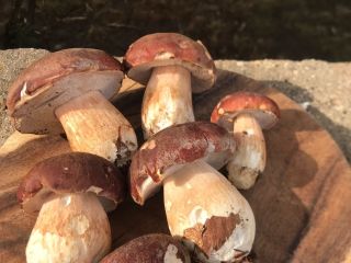 Champiñones porcini completamente congelados - producto superior - envasado