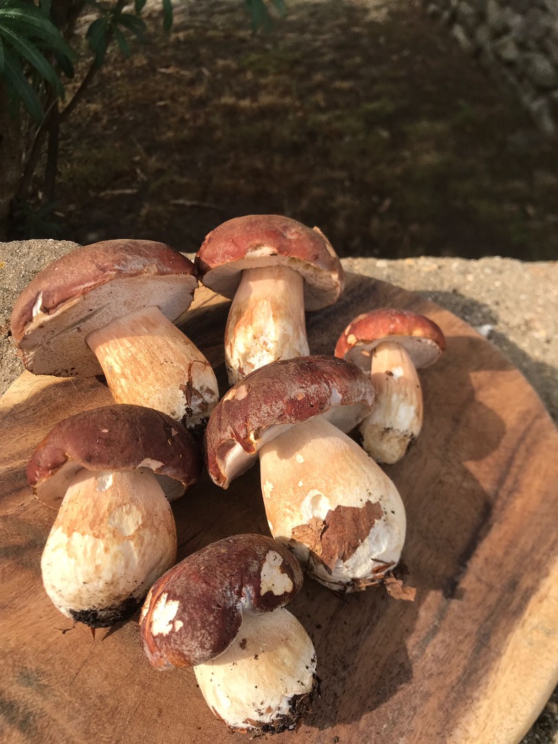 Champiñones porcini completamente congelados - producto superior - envasado por acuerdo