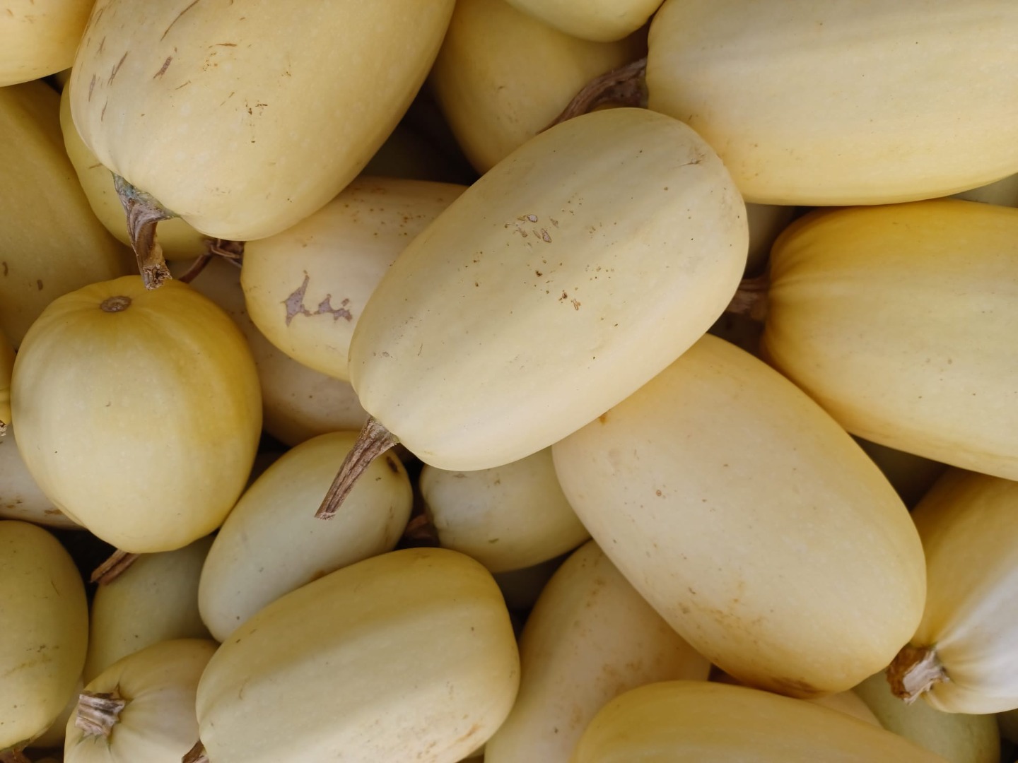 Venderé calabazas sin fertilizantes y fumigación
