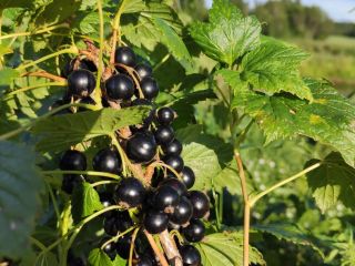A la venta Grosella negra congelada con certificado ecológico.