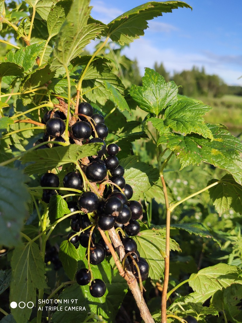 A la venta Grosella negra congelada con certificado ecológico