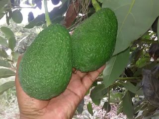 Precio FOB Callao. Aguacate/Palta HASS , a razón de