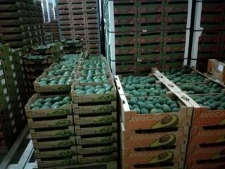 Precio FOB Callao. Aguacate/Palta HASS , a razón de