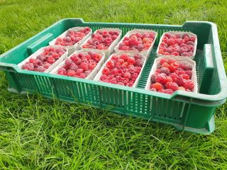 Recomiendo frambuesas frescas directamente de la plantación para jugos,