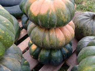 Venderé calabazas sin fertilizantes y fumigación. Hokkaido comestible, bambino,