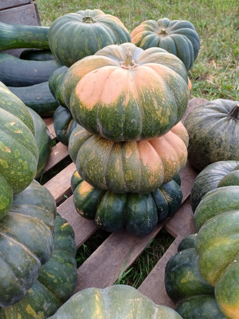 Venderé calabazas sin fertilizantes y fumigación