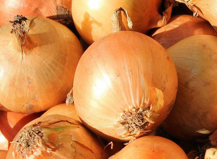 Estamos comprando grandes cantidades de cebolla amarilla fresca para Rumanía