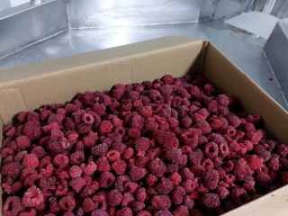 Venderé frambuesas del oeste de Ucrania. 20.100 kg están