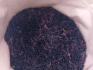 Venderé negro sin. Saúco, congelado. Bayas silvestres cosechadas a