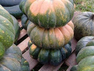 Venderé calabazas sin fertilizantes ni fumigaciones. Calabazas comestibles: hokkaido,