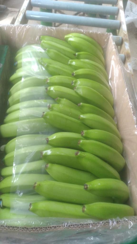 Bananas cavendish extra premium Ecuador producción propia 3.600 cajas semanales...