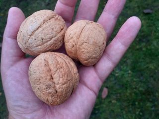 NUECES DE ESTE AÑO GRANDES MEDIANAS