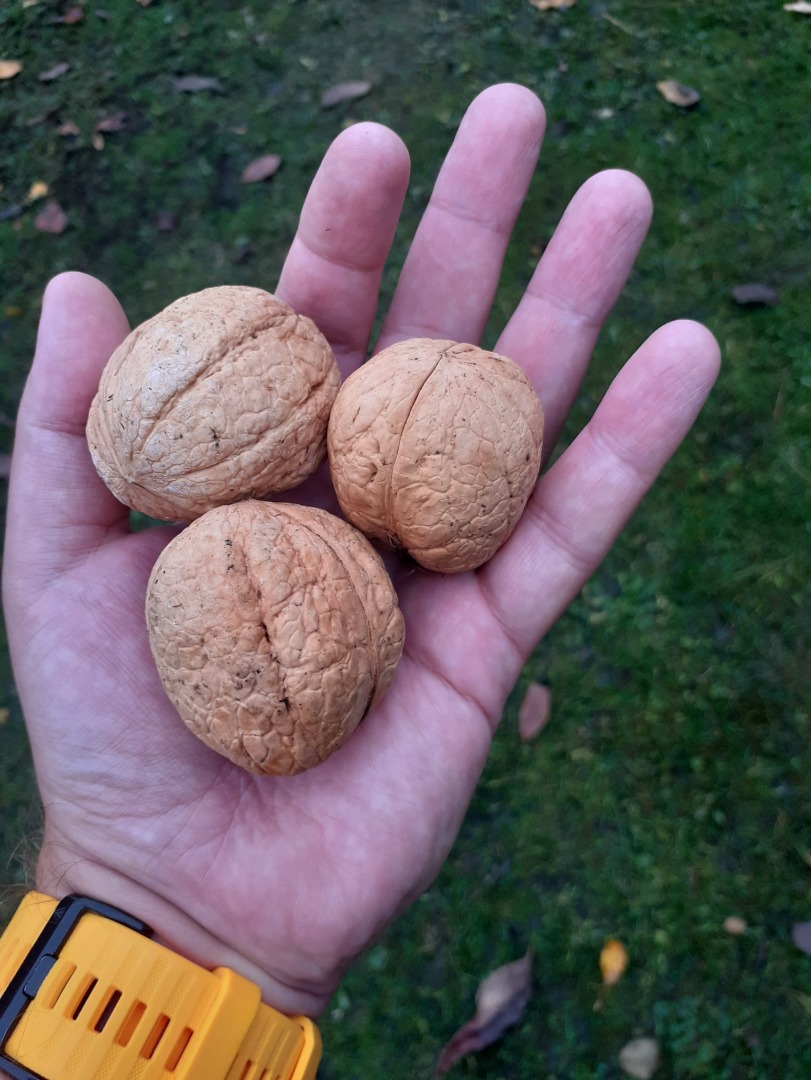 NUECES DE ESTE AÑO GRANDES MEDIANAS