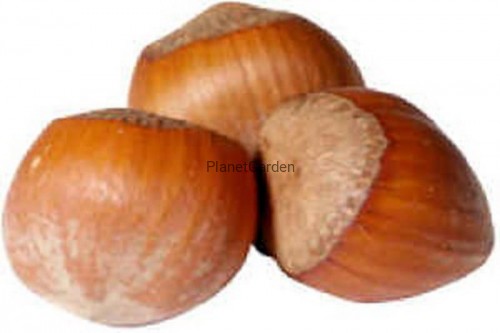 Vendo avellana con cascara variedad catalana cosecha manual este año 2022, cantidad, 1 tonelada, envasada en sacos de 10 kg