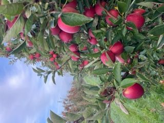 Braeburn recién cosechado para la venta. Calibración de la