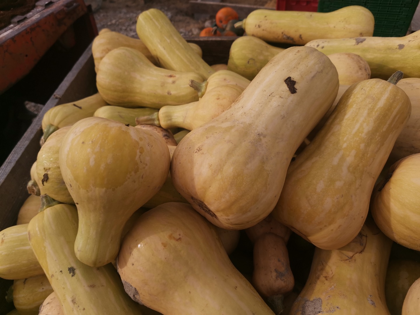 Hola, tengo a la venta calabazas Butternut Atlas, segunda clase Los invitamos
