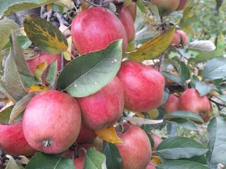 VENDERÉ BRAEBURN 6+ MEJOR POR EL PESO EN LA
