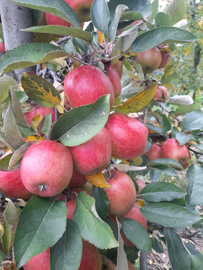 VENDERÉ BRAEBURN 6+ MEJOR POR EL PESO EN LA CAJA