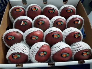Precio FOB Callao-Perú. Mango KENT, a razón de 5280
