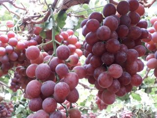 Precio FOB Callao-Perú. Uva RED GLOBE CAT 1, a