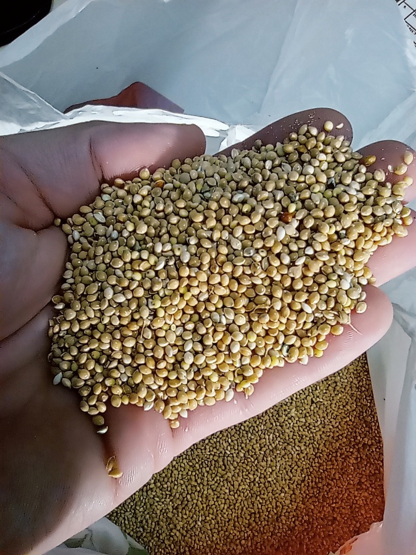 Se vende mijo - rojo, - negro, - amarillo Producido en Ucrania