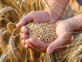 TRIGO 3er grado, 11,5% proteína Directamente desde la terminal