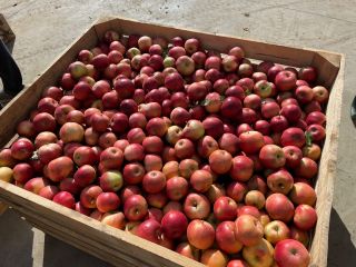 Vendo manzanas de las variedades golden, nariz de conejo,