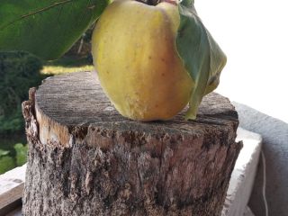 Frutas de membrillo para inmunidad - sin rociar, de