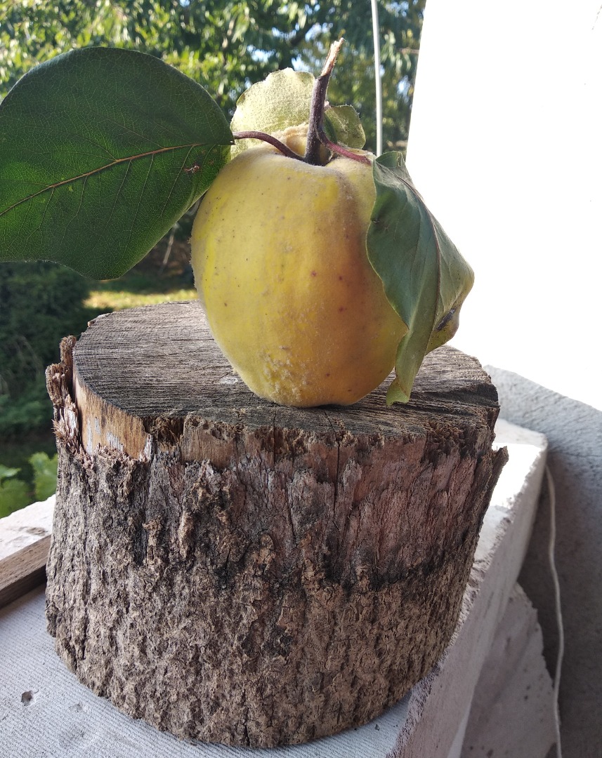 Frutas de membrillo para inmunidad - sin rociar, de su propio jardín lejos de la ciudad