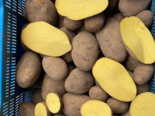a la venta papas rojas y amarillas en grandes