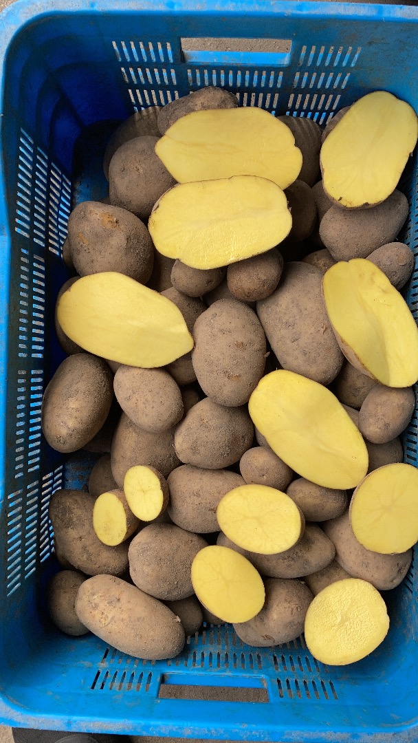 a la venta papas rojas y amarillas en grandes cantidades, empacadas en big bags o en saco de 15 kg