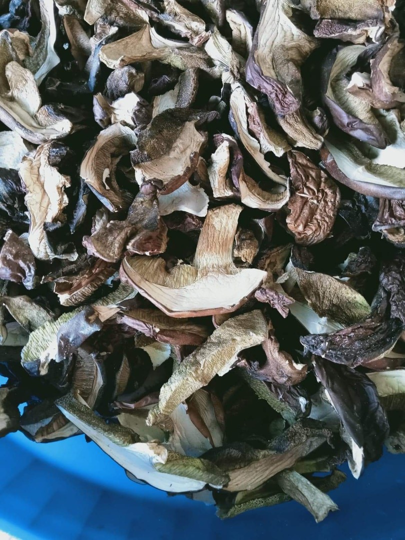 Champiñones secos de este año