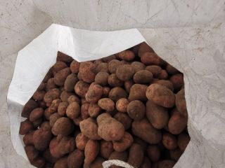 Hola vendo patatas bellarosa 12 toneladas en big bag