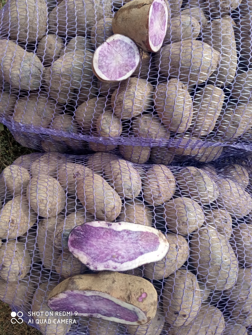 venderé patatas trufas moradas