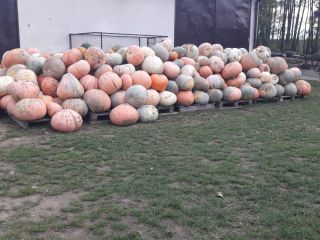 Hola, tengo a la venta calabazas Bambino de mi
