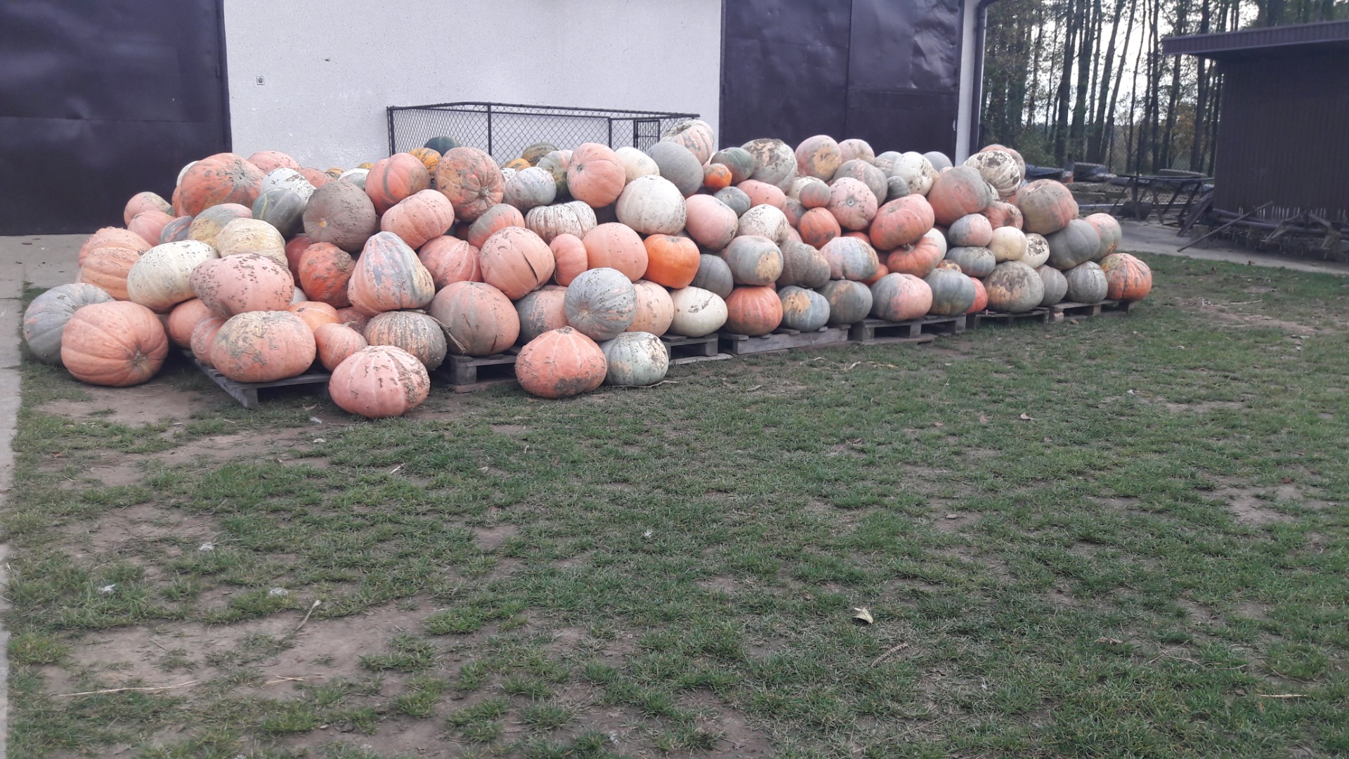 Hola, tengo a la venta calabazas Bambino de mi propio cultivo